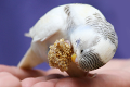 Parakeet