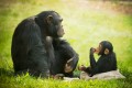 Chimps